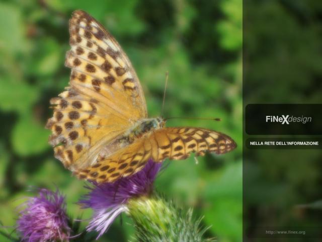 FiNeX Butterfly FiNeX Butterfly